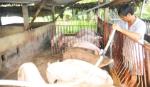 Cần phòng ngừa dịch bệnh cho gia súc, gia cầm trong mùa nắng