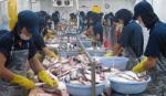 Doanh nghiệp Nhật tìm cơ hội đầu tư thủy sản tại ĐBSCL