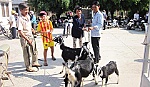 Xã Tân Thới (Tân Phú Đông): Cấp dê giống cho 22 hộ nghèo