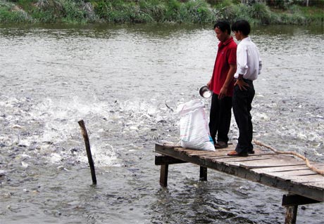 Giá cá tra giống tăng, nguồn cá giống khan hiếm (ảnh chụp tại xã Phú Phong, huyện Châu Thành).