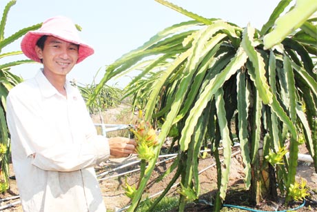 3 ha trồng thanh long ruột đỏ của nông dân Võ Duy Quang tại xã Hưng Thạnh.