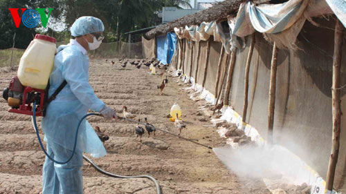  Tiêu độc vệ sinh môi trường góp phần ngăn chặn dịch cúm gia cầm