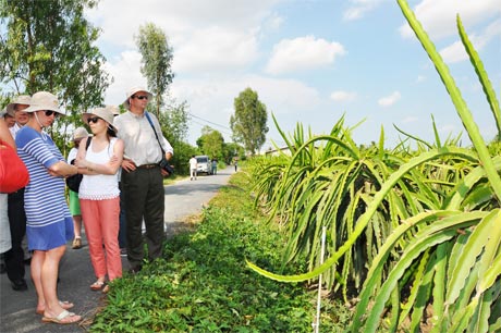 Đoàn Trợ lý Nghị sĩ Quốc hội Hoa Kỳ tham quan vùng trồng thanh long ấp An Khương, xã Mỹ Tịnh An.