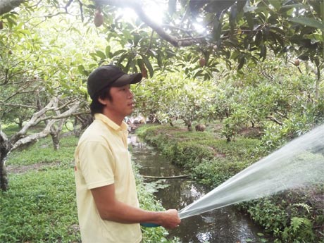 Anh Nguyễn Hoàng Thái chăm sóc vườn sapô.
