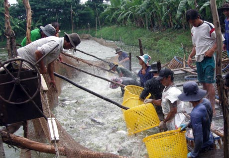 Thu hoạch cá tra (ảnh chụp ở xã Hòa Hưng, huyện Cái bè).