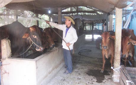 Anh Nguyễn Văn Sáu đang chăm sóc đàn bò.