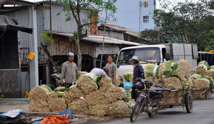Thu nhập từ cây sả đã giúp nhiều hộ dân ở Tân Phú Đông thoát nghèo bền vững.