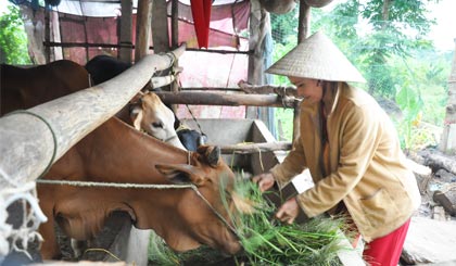 Chị Hà Thị Biện chăm sóc đàn bò của gia đình.