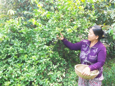 Vốn vay lãi suất thấp từ Hội LHPN huyện Cai Lậy đã tạo điều kiện để bà Nguyễn Thị Quyên (ấp Hiệp Thạnh, xã Hiệp Đức) cải tạo vườn cây.
