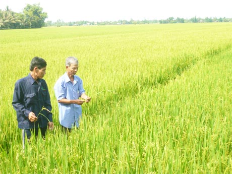 Xã viên HTX Nông nghiệp Mỹ Thành vui mừng bên cánh đồng lúa chất lượng cao OM 7347 sắp thu hoạch và sẽ được Công ty TNHH Tân Thành bao tiêu.