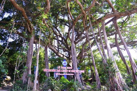 Cây đa cổ thụ 800 năm tuổi tại bán đảo Sơn Trà, TP. Đà Nẵng. Ảnh VGP/Minh Trang