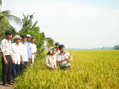 Nông dân cùng cán bộ kỹ thuật của Công ty cổ phần Bảo vệ thực vật An Giang thăm đồng lúa sắp thu hoạch ở CĐML của ấp Láng Biển, xã Mỹ Phước Tây.