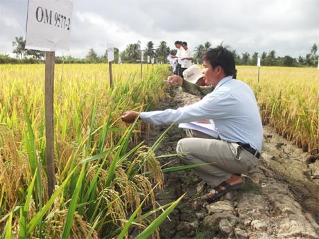 Nhà khoa học, đại diện ngành Nông nghiệp các địa phương và nông dân đánh giá các giống lúa trồng khảo nghiệm tại Trại Giống lúa Vĩnh Hựu thuộc Trung tâm Giống NN Tiền Giang. Ảnh: NGÔ TÔNG