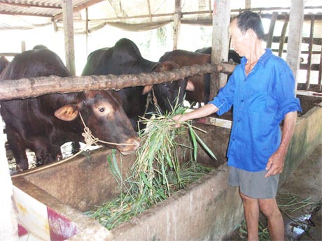 Nuôi bò thịt cho thu nhập ổn định, giúp cải thiện cuộc sống nhiều hộ dân xã Thanh Bình.