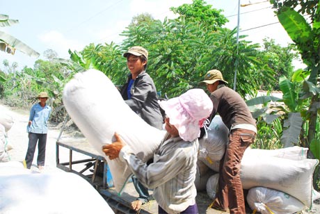 Công ty Lương Thực Tiền Giang đẩy mạnh thu mua lúa của nông dân trong vụ đông xuân 2013-2014.