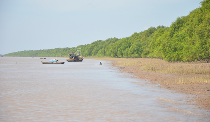 Rừng phòng hộ ven biển ở huyện Tân Phú Đông