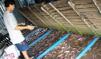 Nông dân làng bè nuôi cá điêu hồng phấn khởi do giá cá tăng cao, sức tiêu thụ của thị trường tăng mạnh.(Ảnh chụp ở xã Thới Sơn).