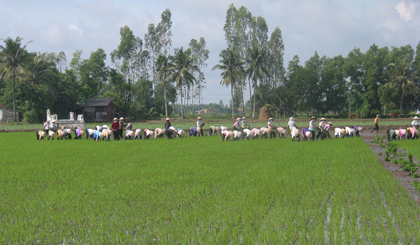 Cấy lúa ở xã Đồng Sơn, huyện Gò Công Tây. Ảnh: Hữu Chí