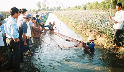 Mô hình nuôi cá trong mương khóm ở  huyện Tân Phước.