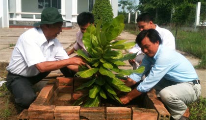 Trồng cây bàng vuông Trường Sa tại xã Tân Phú.