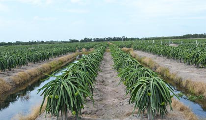 Những vùng chuyên canh sản xuất nông nghiệp đã được hình thành.
