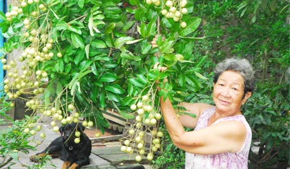 Vườn nhãn long của bà Phan Kim Anh, ấp 1, xã Đạo Thạnh, TP. Mỹ Tho đã cho trái sau khi phòng ngừa bệnh “chổi rồng”.