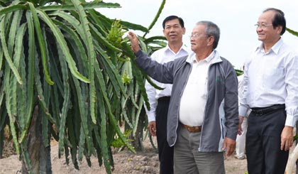 Ông Nguyễn Văn Mẫn, Chủ tịch UBND huyện Tân Phước (bên trái) cùng lãnh đạo tỉnh tham quan vườn thanh long.