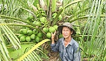 Ông Trần Văn Cang: Làm giàu nhờ trồng dừa xiêm lục