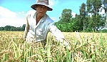 Cần xem xét 1 giống lúa mới xuất hiện trên đồng ruộng