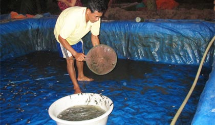 Ông Võ Văn Hoàng đang thu hoạch cá tai tượng giống.