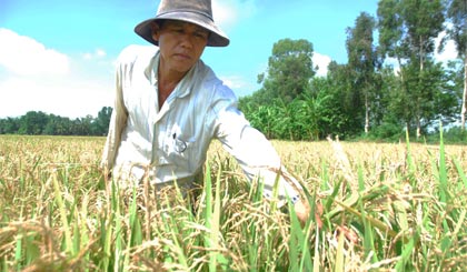 Ông Nguyễn Văn Em giới thiệu giống lúa AP 2010 được canh tác tại ruộng nhà mình.