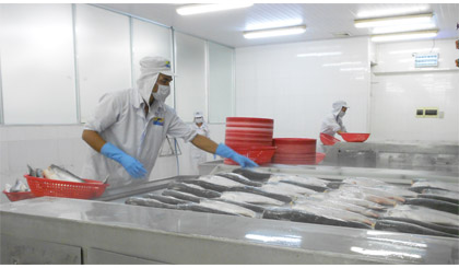 Dây chuyền chế biến cá tra xuất khẩu tại Công ty cổ phần Hùng Vương (Khu công nghiệp Mỹ Tho). Ảnh: Vân Anh