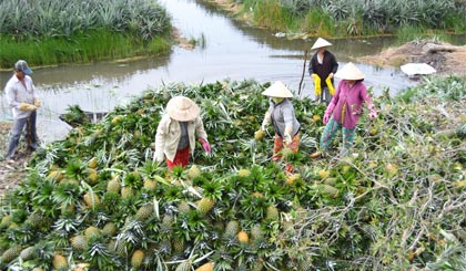 Nông dân huyện Tân Phước thu hoạch khóm.