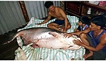 Nông dân Đồng Tháp bắt được cá tra dầu nặng gần 140 kg