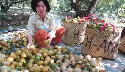 Người dân trồng Sa pô ở xã Kim Sơn, huyện Châu Thành lo lắng thương lái ép giá mỗi khi thu hoạch rộ.