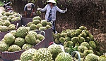 Sản xuất trái cây rải vụ: Khai thác lợi thế, tăng hiệu quả sản xuất