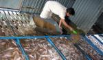 Cần đầu tư đẩy mạnh sản xuất và tiêu thụ cá rô phi