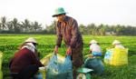Ông Nguyễn Văn Mười: Làm giàu nhờ kiên trì với nghề trồng rau má