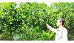 Nâng cao sức cạnh tranh của trái cây Việt Nam trên thị trường thế giới