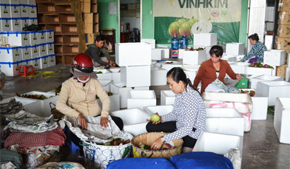 Đóng gói vú sữa để đưa đi tiêu thụ ở thị trường Hà Nội.