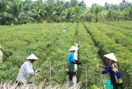 Phong trào thi đua nông dân SXKD giỏi ở huyện Chợ Gạo đã tạo động lực cho nhiều hộ nông dân vươn lên, phát triển kinh tế (ảnh chụp nông dân xã Bình Ninh thu hoạch ớt).