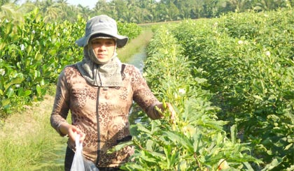 Từ nguồn vốn của Hội LHPN, nhiều hội viên phụ nữ huyện Cai Lậy đã có điều kiện phát triển sản xuất, vươn lên thoát nghèo.