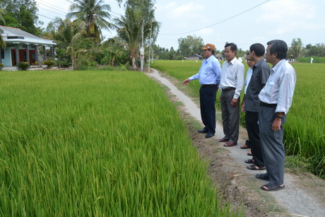 Đoàn công tác do ông Lê Văn Nghĩa dẫn đầu đến kiểm tra tình hình nước sản xuất và trà lúa đông xuân ở xã Bình Phú (Gò Công Tây) 
