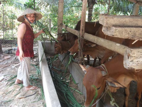 Nuôi bò đang phát triển mạnh và cho lợi nhuận cao ở Phú Kiết.
