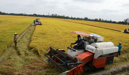Phát triển sản xuất lúa theo mô hình cánh đồng lớn là định hướng phát triển kinh tế khu vực phía Bắc huyện Cai Lậy  trong thới gian tới.