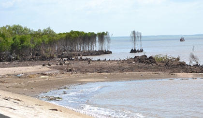 Trồng rừng ngập mặn để ứng phó với biến đổi khí hậu.