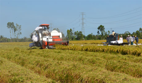 Từ 1-7-2015, đất chuyên trồng lúa nước sẽ được hỗ trợ 1 triệu đồng/ha/năm. Ảnh: Vân Anh