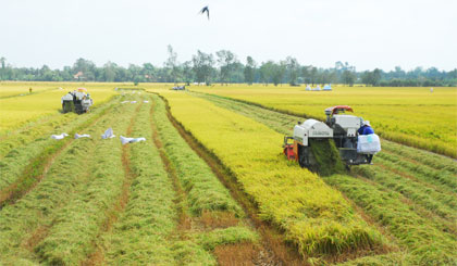 Nông dân xã Phú Nhuận, huyện Cai Lậy thu hoạch lúa đông xuân năm 2014 - 2015.