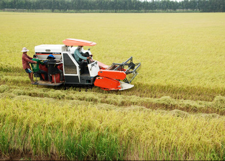 Cây lúa có vai trò to lớn trong nền nông nghiệp của tỉnh.