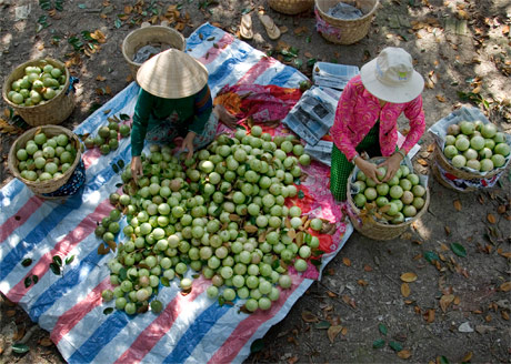 Thu hoạch vú sữa Lò Rèn Vĩnh Kim - một loại trái cây đặc sản của tỉnh.